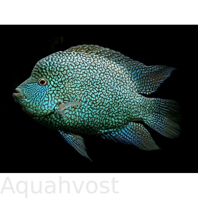 Цихлазома бриллиантовая (herichthys cyanoguttatus)