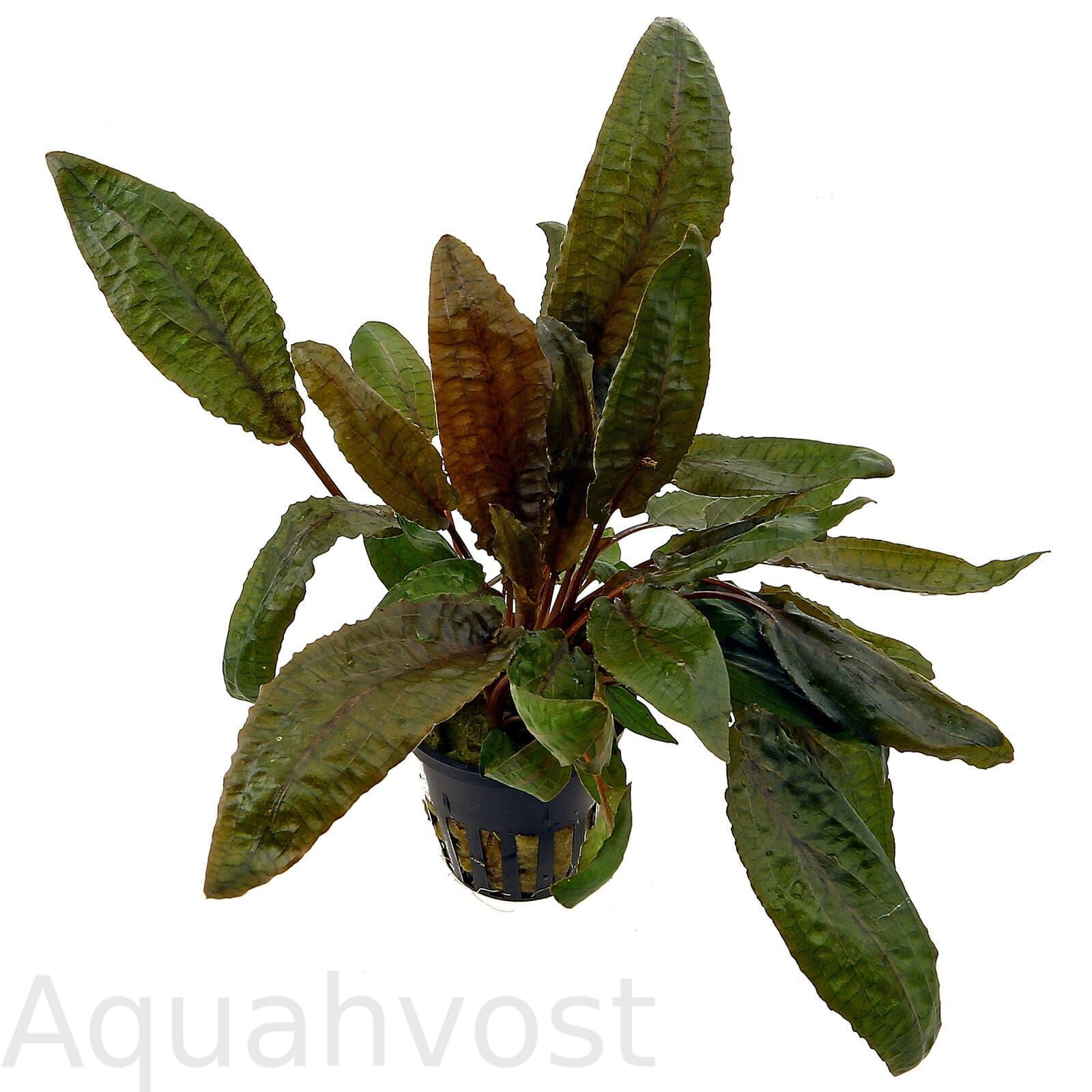 Криптокорина Вендта Тропика (Cryptocoryne wendtii "Tropica")