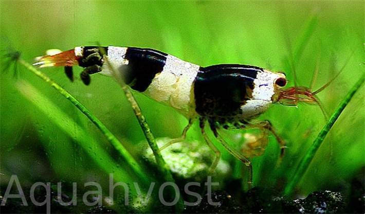 Креветка Черный Кристалл (Caridina cantonensis sp. «Bee»)