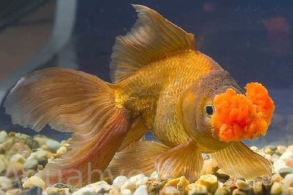 Золотая рыбка помпон медно-красный