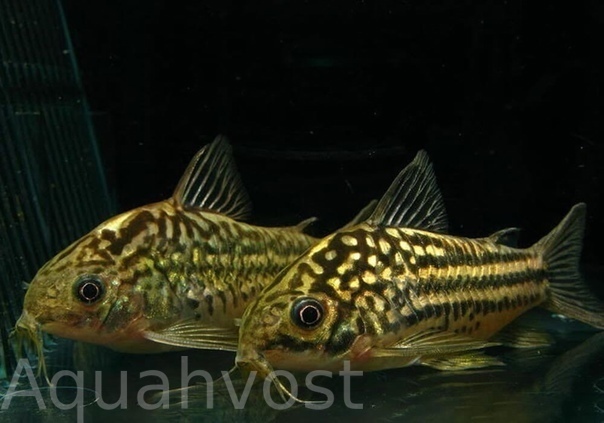 Коридорас Напоэнзис (Corydoras napoensis)