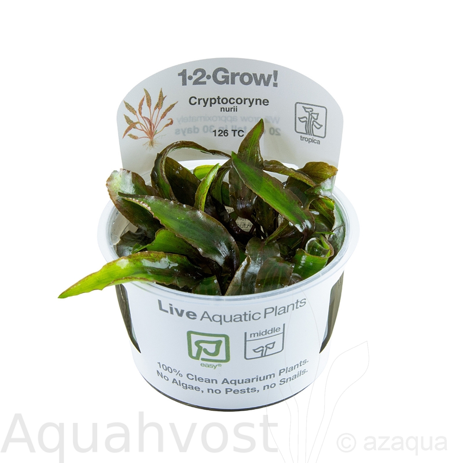 Криптокорина нури (Cryptocoryne nurii)