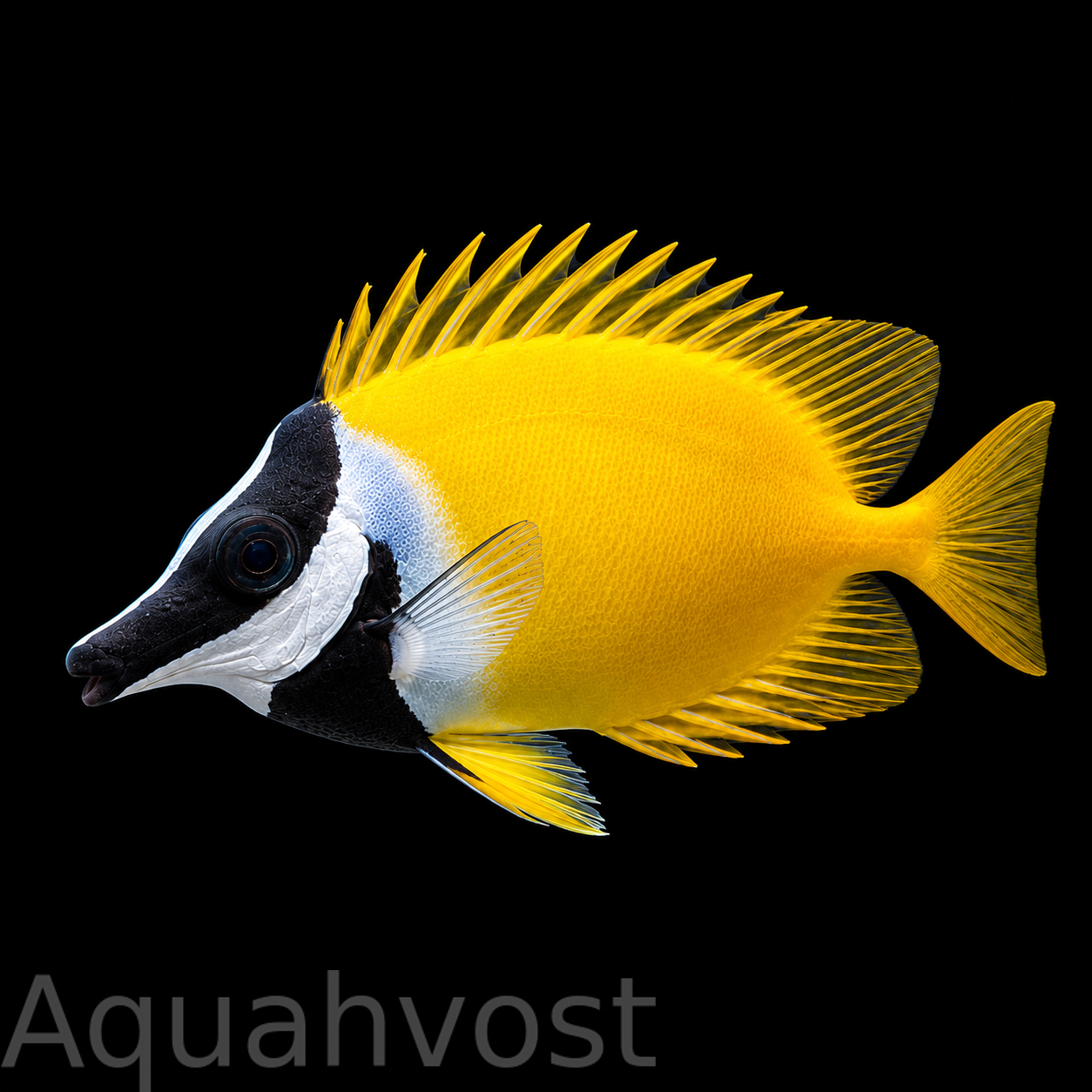 Лисица желтая (Siganus vulpinus)