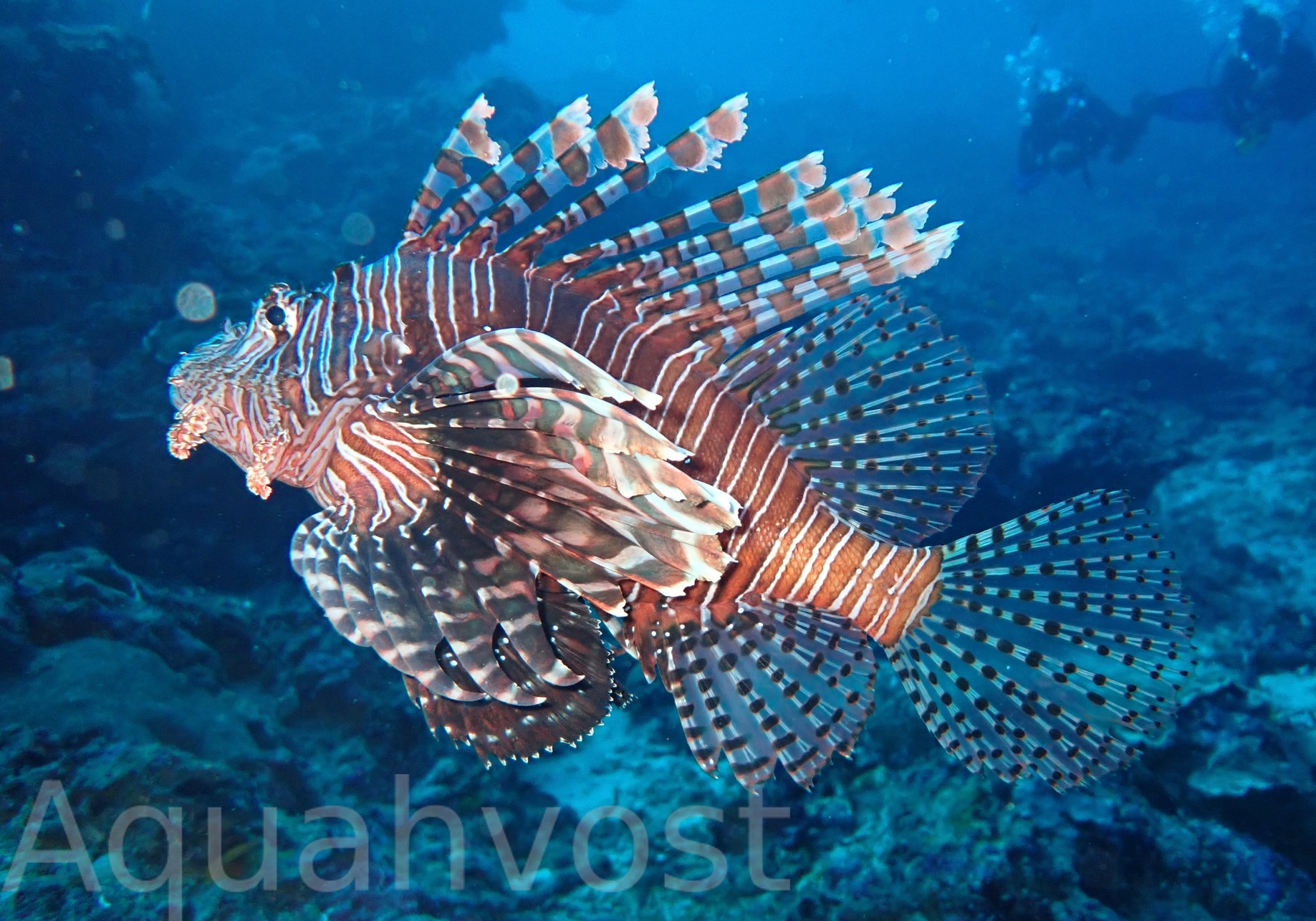Common-Lionfish-Pterois-volitans-photo-by-Rinaldi-Gotama-Source-iNaturalist-1