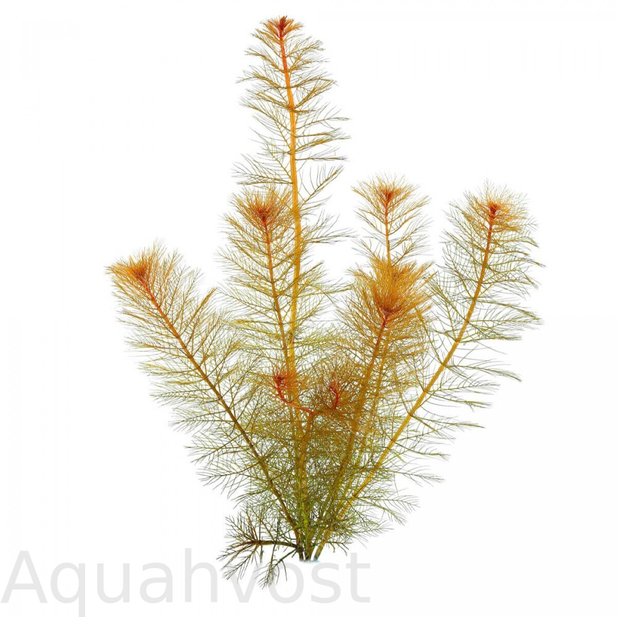 Перистолистник матогорсский красный (Myriophyllum matogrossense Red)