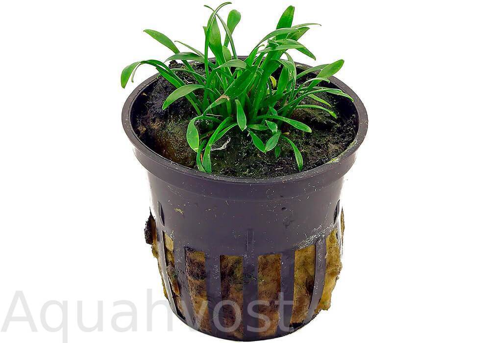 Криптокорина Парва (Cryptocoryne parva)