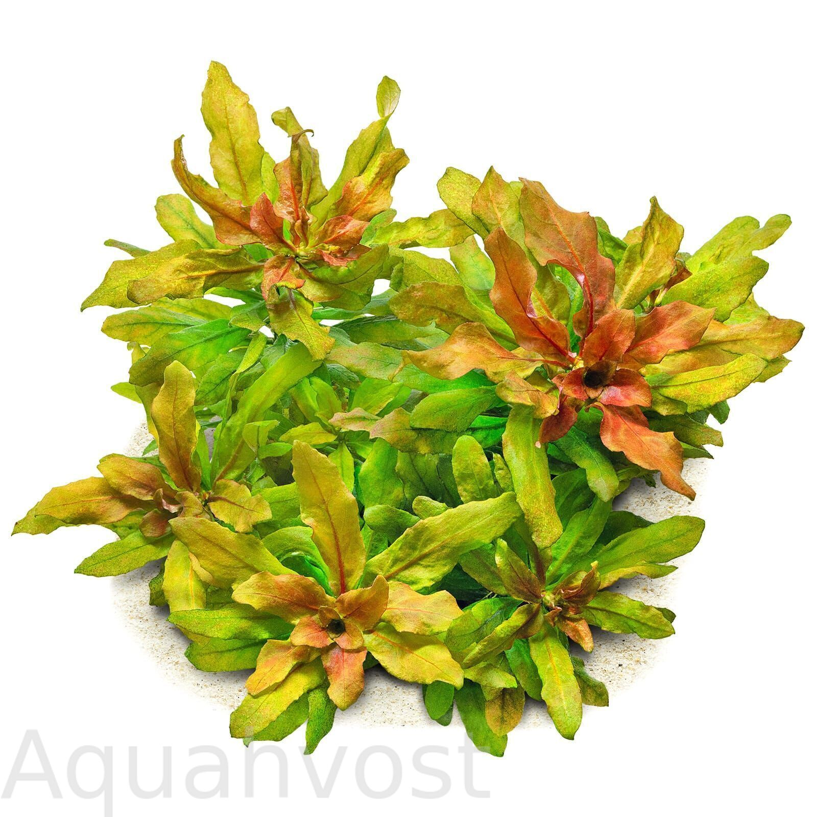 Людвигия сферокарпа (Ludwigia sphaerocarpa)