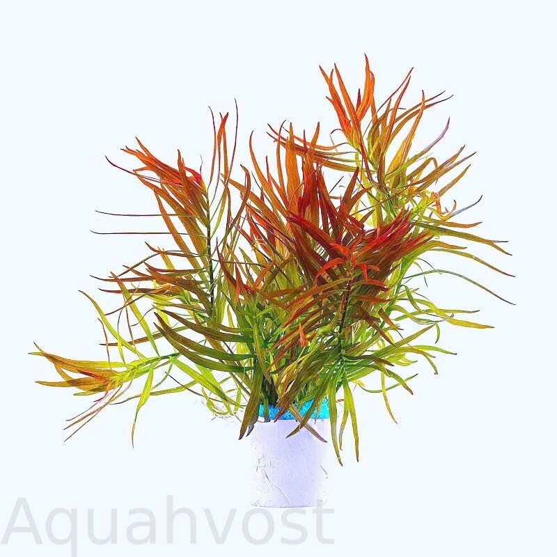 Людвигия Дугообразная (Ludwigia arcuata)