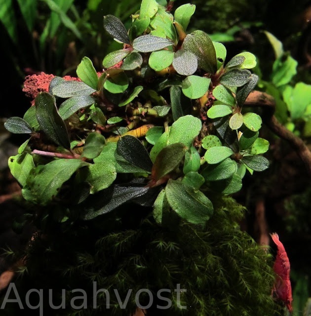 Буцефаландра Грин Чаптер (Bucephalandra sp. Green Chapter)