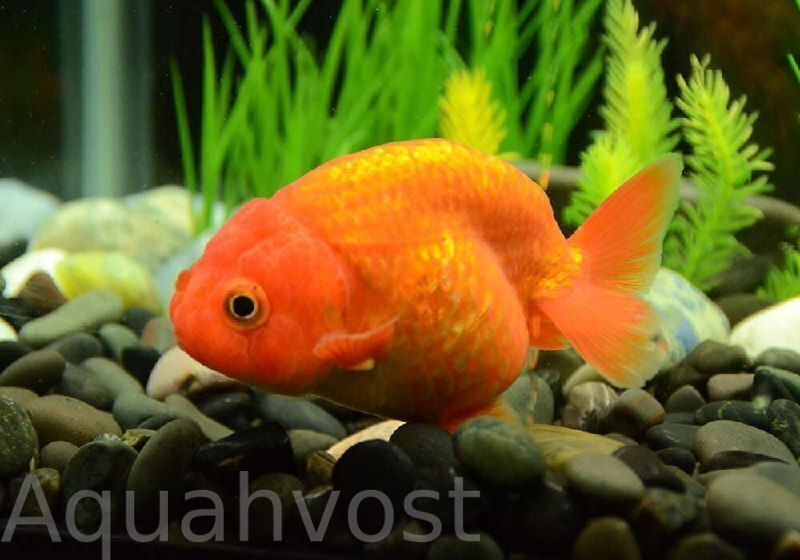 Ранчу медный (Ranchu Goldfish)